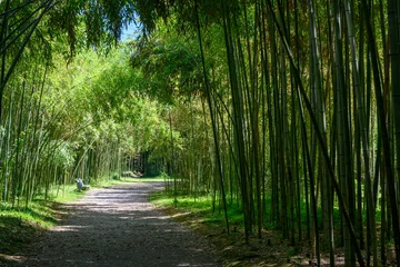 Rolgordijnen A green bamboo grove with the sun among the trunks. © Evgeniy