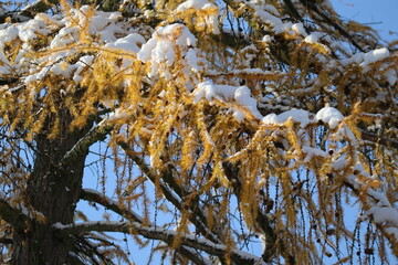 Larch branch with Snow