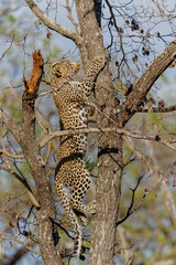 Leopard cub in the tree hiding for a hyena in a Game Reserve in the greater Kruger region in South 