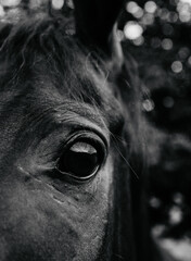 portrait of a horse