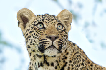 Portrait of a Leopard cub in Sabi Sands Game Reserve in the greater Kruger region in South Africa    - obrazy, fototapety, plakaty