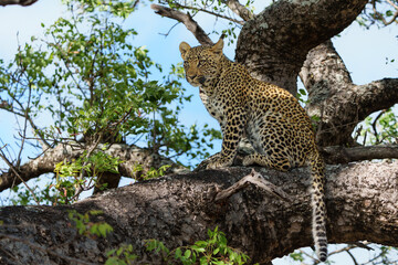 Leopard cub in the tree hiding for a hyena in a Game Reserve in the greater Kruger region in South 