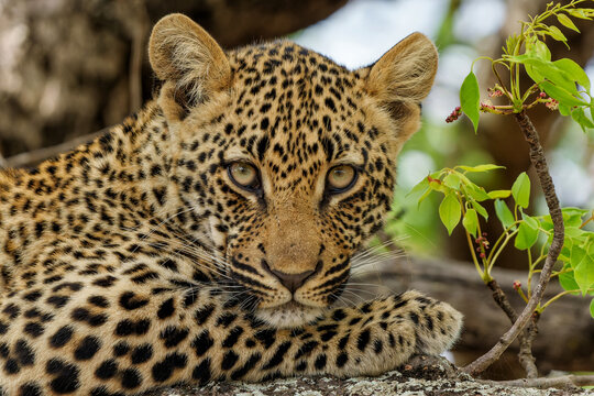 Portrait of a Leopard cub in Sabi Sands Game Reserve in the greater Kruger region in South Africa   