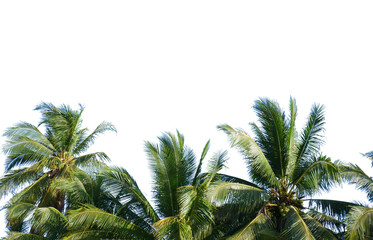 Fototapeta premium palm tree on the beach
