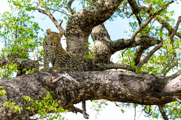 Leopard cub in the tree hiding for a hyena in a Game Reserve in the greater Kruger region in South 