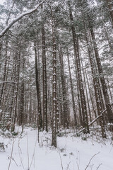 Taiga, winter forest. Pine trees in a snowy forest on a winter day. Forest covered with snow.