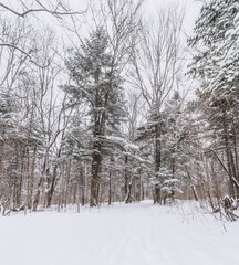 Taiga, winter forest. Pine trees in a snowy forest on a winter day. Forest covered with snow.