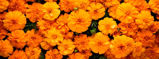 Fotobehang beautiful orange flowers of marigolds. background of marigolds © Anna
