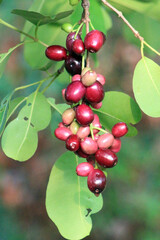 A bunch of syzygium cumini, also known as Malabar plum, Java plum, black plum, jamun, jaman, jambul, juwet or jambolan, an evergreen tropical fruit that has ornamental value.