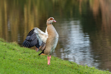 An adult male Nile or Egyptian goose (Alopochen aegyptiaca) spreads its wings with new flight feathers on the shore of a lake