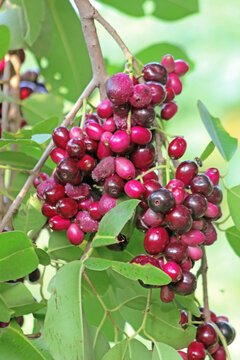 A bunch of syzygium cumini, also known as Malabar plum, Java plum, black plum, jamun, jaman, jambul, juwet or jambolan, an evergreen tropical fruit that has ornamental value.