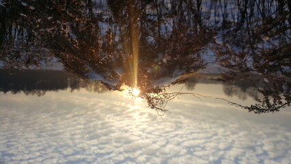 from behind the bush (Pieszków)