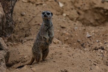 Fototapeta premium portrait meerkat on the ground 