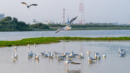 MIGRATORY FLOCK OF SEAGULL BIRDS ON THE SHORES OF SALALAH
