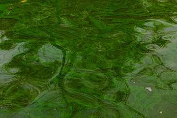 Surface green water in pond