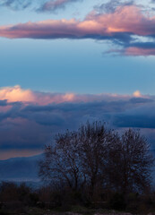 Evening blue sky with colorful clouds and a big plane tree in front of it. Winter time in Greece.