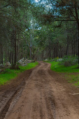 Fototapeta na wymiar Dirt road in the forest