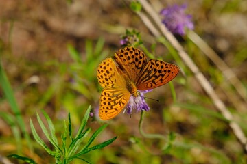 One butterfly silver-washed fritillary (Argynnis paphia) on purple flower. It is a common and variable butterfly