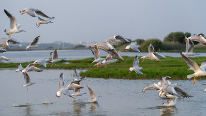MIGRATORY FLOCK OF SEAGULL BIRDS ON THE SHORES OF SALALAH