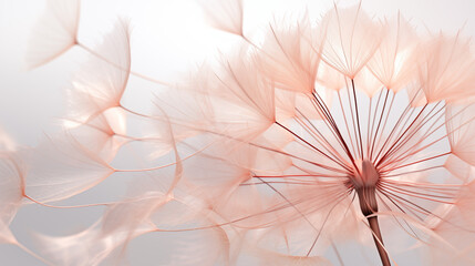 Dandelion seeds on light background. Light peach and pink colors.