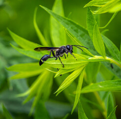 Macro of a black grass-carrying wasp