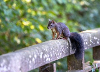 Squirrel sitting on a wooden fence