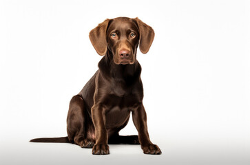 domestic pet dog or animal concept