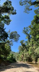 Fototapeta na wymiar trees in the brazilian forest