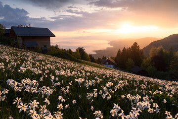 Beautiful sunset with clouds over a blooming mountainside narcissus field at spring in Caux sur Montreux, Switzerland, with a view on the Geneva lake