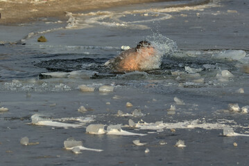 Kyiv, Ukraine - January 19, 2022: Man immersing in icy water on winter day. Traditional Baptism...