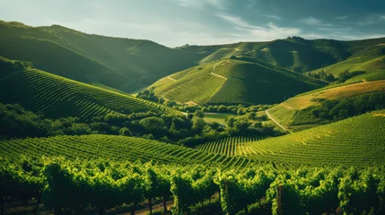 Fotobehang Green vineyard on a hill © Veniamin Kraskov