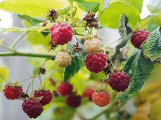Landscape with a sprig of garden raspberries. Autumn berries. Vitamins for health