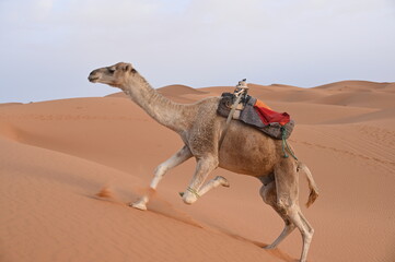 Ein Dromedar mit fixiertem rechten Vorderbein versucht dreibeinig eine Sanddüne zu erklimmen