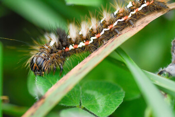 Closeup of a moth larva