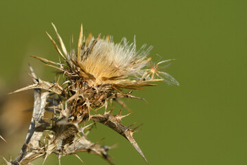 Detail of the dried flower and flying seeds of a thistle plant
