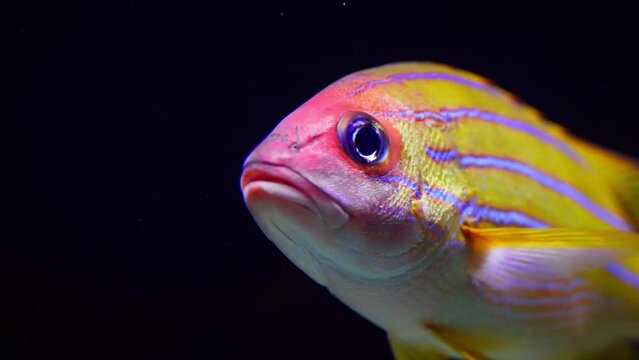 Close-up Shot Of A Bluestripe Snapper