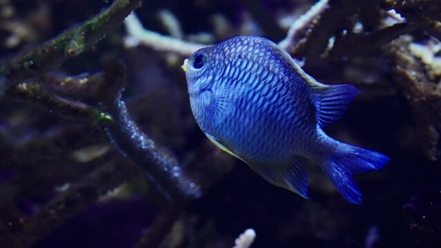 Close-up Of A Blue Damselfish Underwater