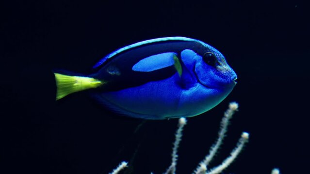 Blue Tang Swimming Against Dark Background