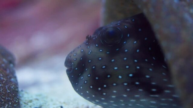 Close-up Shot Of A White-spotted Puffer Fish