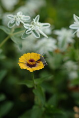 yellow flower in the garden