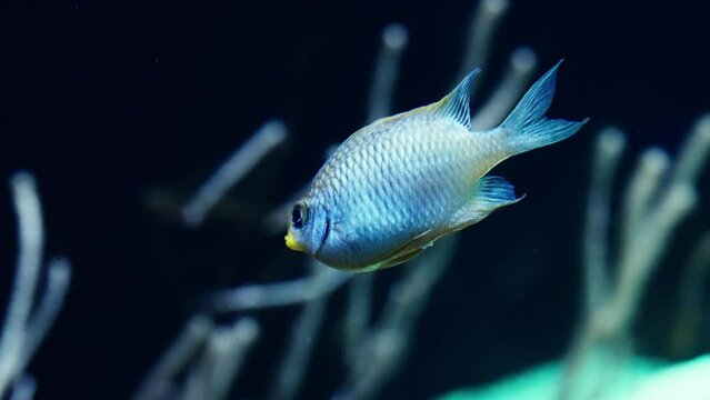 Ternate Damselfish Swimming Against Coral Formations