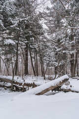 Fototapeta premium Taiga, winter forest. Pine trees in a snowy forest on a winter day. Forest covered with snow.