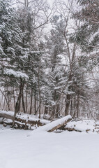 Taiga, winter forest. Pine trees in a snowy forest on a winter day. Forest covered with snow.