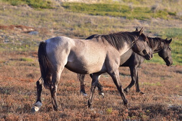 Wild Horse at Theodore Roosevelt National Park