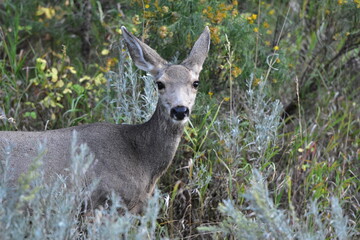 Wild Deer at Theodore Roosevelt National Park - obrazy, fototapety, plakaty