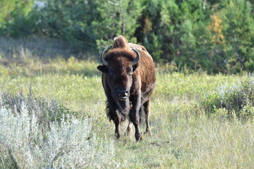 Wild Bison at Theodore Roosevelt National Park - obrazy, fototapety, plakaty