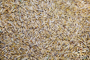 The background of oat grains of an oblong elongated shape is yellow. Agriculture cereals backgrounds.