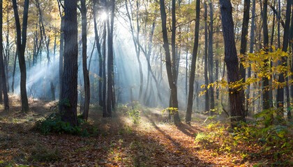 Sunny morning in the autumn forest