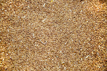 Background of triangular shaped brown buckwheat grains. Agriculture cereals backgrounds.