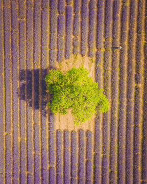 Aerial view of a Lavender Field near Aurel, Provence, France.